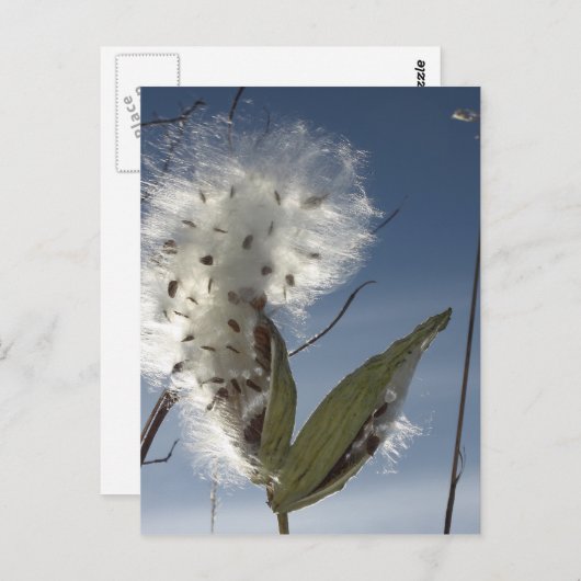 Carte Postale Semences et pots d'algue (Devant / Derrière)