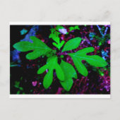 Carte Postale semis2 (Devant)