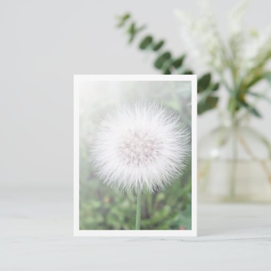 Carte Postale Semis Dandelioness (Debout devant)