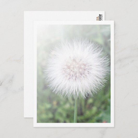Carte Postale Semis Dandelioness (Devant / Derrière)