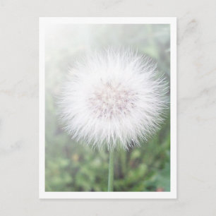 Carte Postale Semis Dandelioness