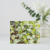 Carte Postale Semis de concombre (Debout devant)