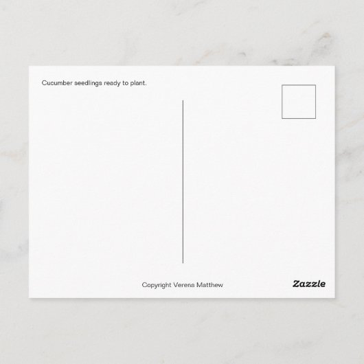 Carte Postale Semis de concombre (Dos)