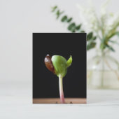 Carte Postale Semis de pomme avec coquille de graines (Debout devant)