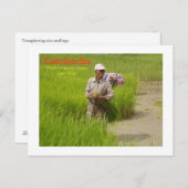 Carte Postale Semis de riz transplantés au Cambodge (Devant / Derrière)