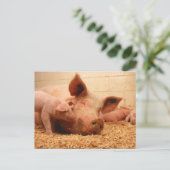 Carte Postale Semis et cochons (Debout devant)