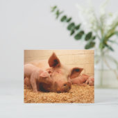 Carte Postale Semis et porcelets (Debout devant)