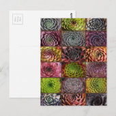 Carte Postale Sempervivum - Houseleek - Hauswurz - Collage (Devant / Derrière)