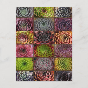 Carte Postale Sempervivum - Houseleek - Hauswurz - Collage