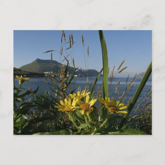 Carte Postale Sénécio de la plage, île Unalaska (Devant)