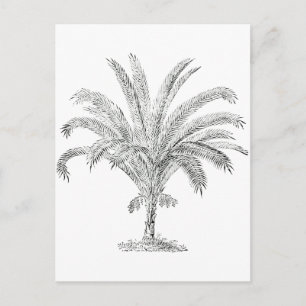 Carte Postale Senegal Date Palm
