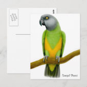 Carte postale Sénégal Parrot (Devant / Derrière)