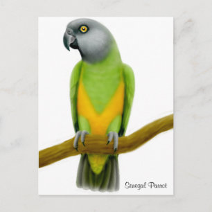Carte postale Sénégal Parrot