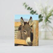 Carte Postale Seno Burro (Debout devant)
