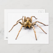 Carte Postale Sens d'araignée (Devant / Derrière)