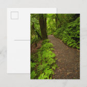 Carte Postale Sentier à travers la forêt (Devant / Derrière)
