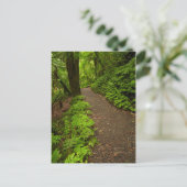Carte Postale Sentier à travers la forêt (Debout devant)