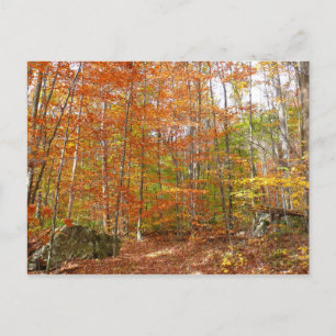 Carte Postale Sentier Automnal Tacheté de Soleil à Laurel Hill P