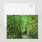 Carte Postale Sentier dans la forêt de séquoias (Devant / Derrière)
