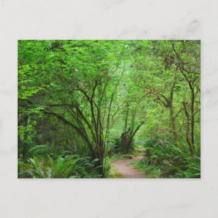 Carte Postale Sentier dans la forêt de séquoias