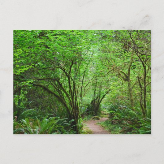 Carte Postale Sentier dans la forêt de séquoias (Devant)