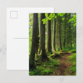 Carte Postale Sentier de la forêt verte Scénique (Devant / Derrière)