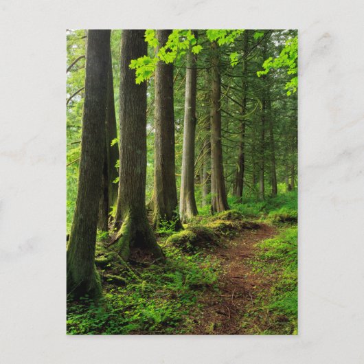 Carte Postale Sentier de la forêt verte Scénique (Devant)