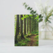 Carte Postale Sentier de la forêt verte Scénique (Debout devant)