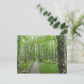 Carte Postale Sentier de planches Jesup Path (Debout devant)
