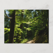 Carte Postale Sentier de Silver Falls (Devant)