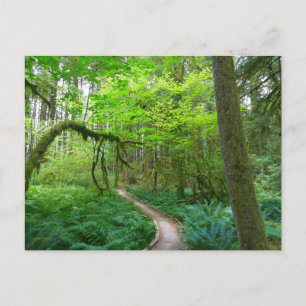 Carte Postale Sentier des Forêts anciennes du parc national Olym