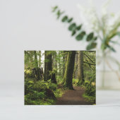 Carte Postale Sentier parmi les géants (Debout devant)