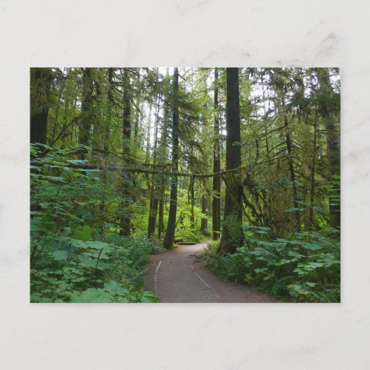 Carte Postale Sentier pour Marymere Falls I (Devant)
