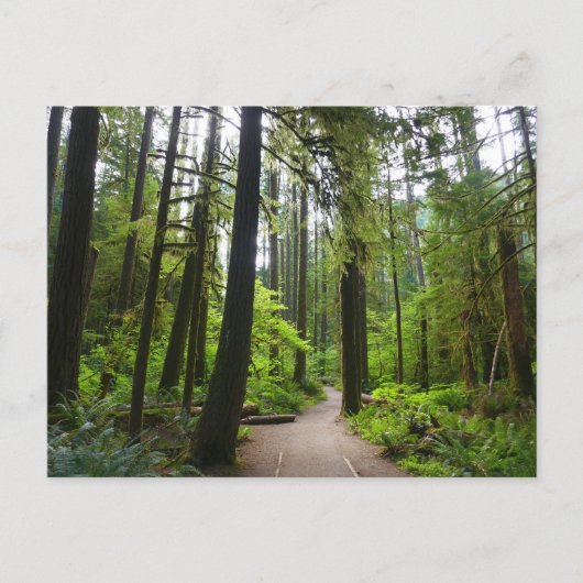 Carte Postale Sentier pour Marymere Falls II (Devant)
