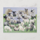 Carte Postale Sentiment de Sheepish (Devant)