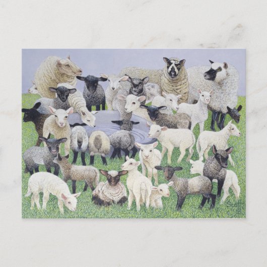 Carte Postale Sentiment de Sheepish (Devant)