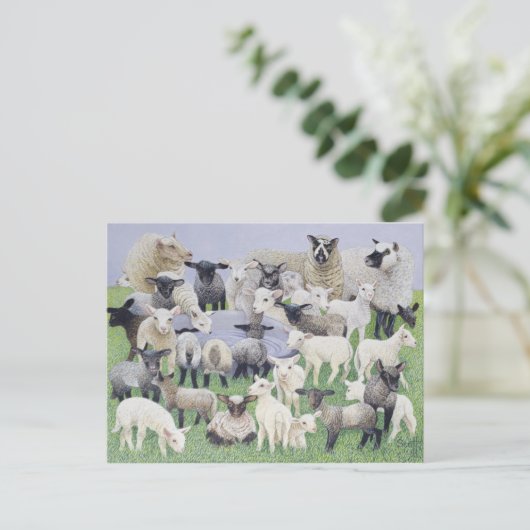 Carte Postale Sentiment de Sheepish (Debout devant)