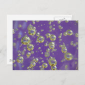 Carte Postale Sentiments pourpres (Devant / Derrière)