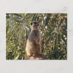 Carte Postale Sentinelle de garde : Meerkat sur fond vert luxuri