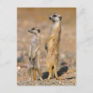 Carte Postale Sentinelles de Meerkat (Suricata Suricatta), Karas