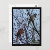 Carte Postale Sentinels Blue Jay et Cardinal par Lee Hiller (Devant / Derrière)