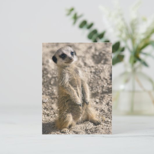 Carte postale Sentry-in-Training (Debout devant)