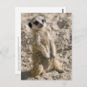 Carte postale Sentry-in-Training (Devant / Derrière)