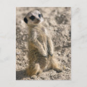 Carte postale Sentry-in-Training (Devant)