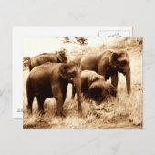 Carte Postale Séphie des éléphants indiens (Devant / Derrière)