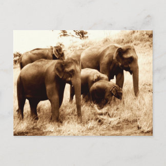 Carte Postale Séphie des éléphants indiens