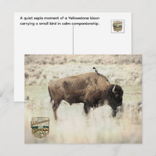 Carte Postale Sépia Bison de Yellowstone avec Oiseau