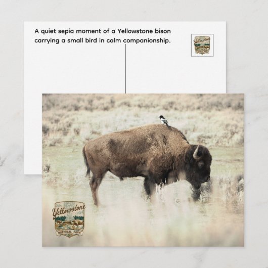 Carte Postale Sépia Bison de Yellowstone avec Oiseau (Devant / Derrière)