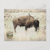 Carte Postale Sépia Bison de Yellowstone avec Oiseau (Devant)