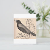 Carte Postale Sepia Crow (Debout devant)